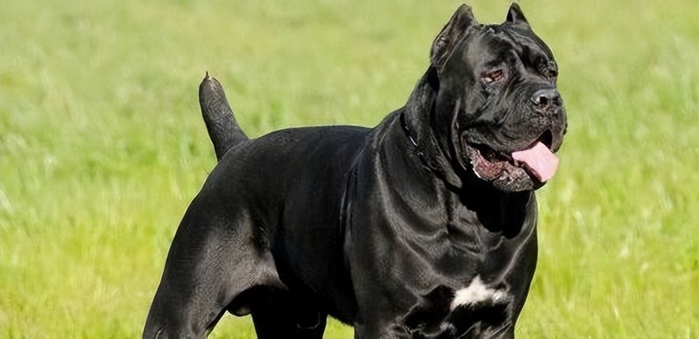 卡斯罗犬厉害吗值得养吗,卡斯罗犬容易饲养吗易得病吗