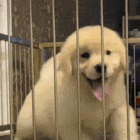 最好看的狗狗金毛,盘点最礼貌的狗狗金毛