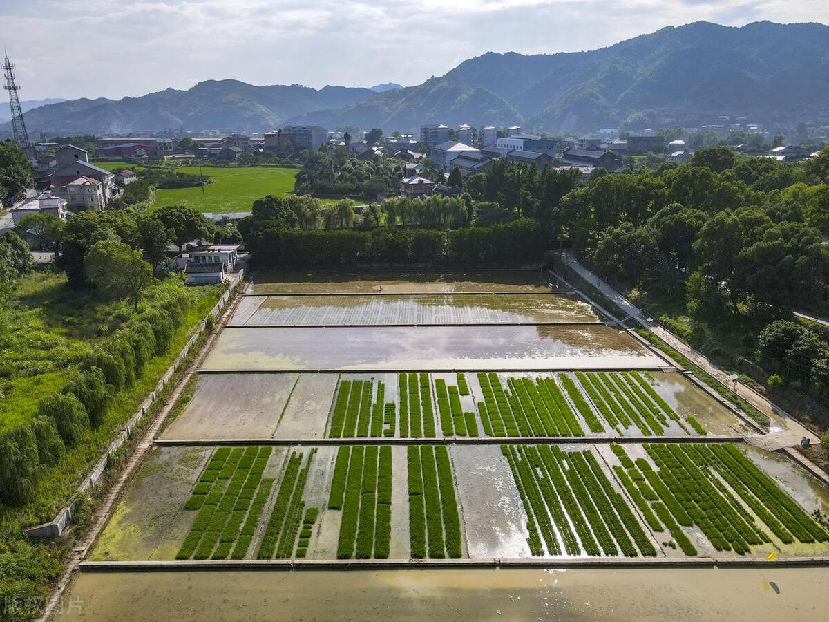 现代农业研究：水稻重金属P型ATP酶OsHMA6可能是铜外排蛋白