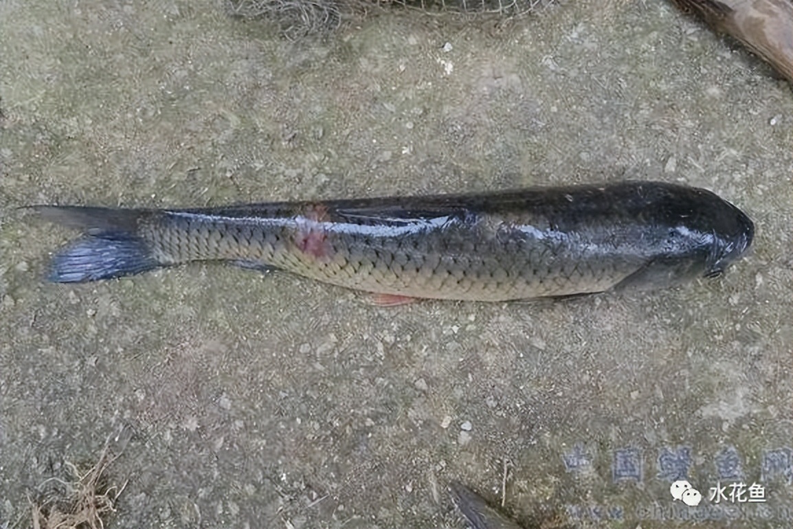 12种水产病害防治,你对水产动物病害的初步认识