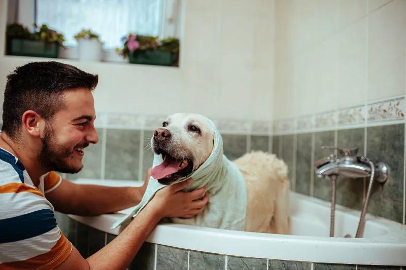 宠物基础服务包括什么服务,宠物服务包括哪些内容呢