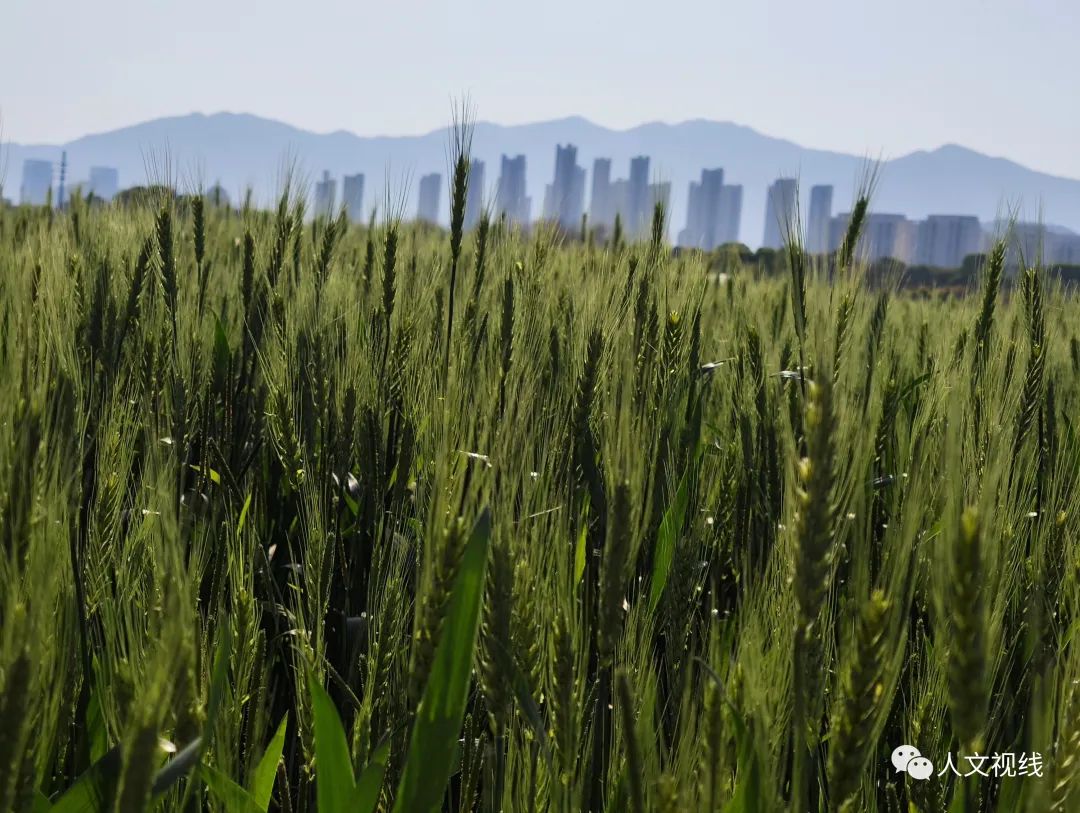 清明回乡,清明祭祖回乡记