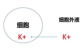 青少年双腿酸软无力警惕四种病,低钾性家族周期性麻痹什么意思