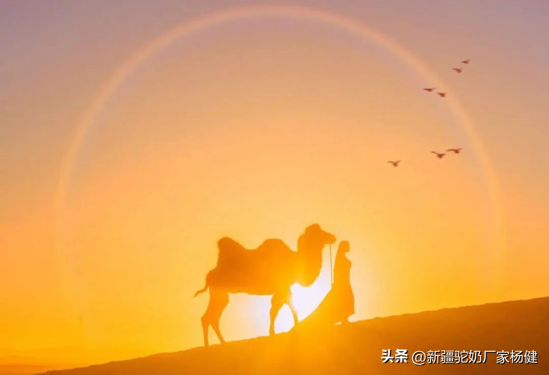 骆驼一般都在哪里出现,骆驼在哪里才有