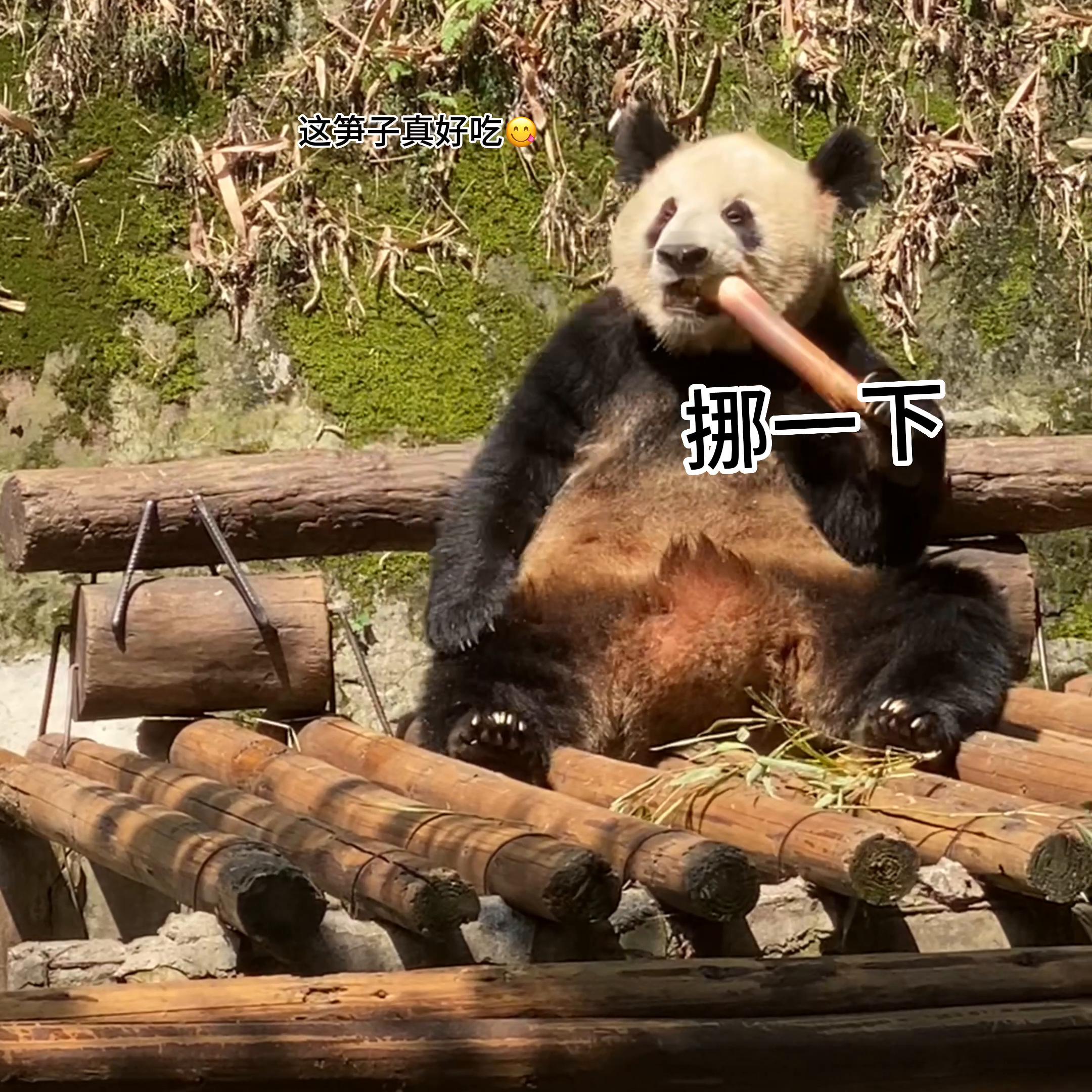 这真的是🌸25就能看到的吗？好奇也太可爱了叭