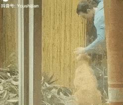 隔壁邻居偷了我家的狗,隔壁邻居偷我家狗