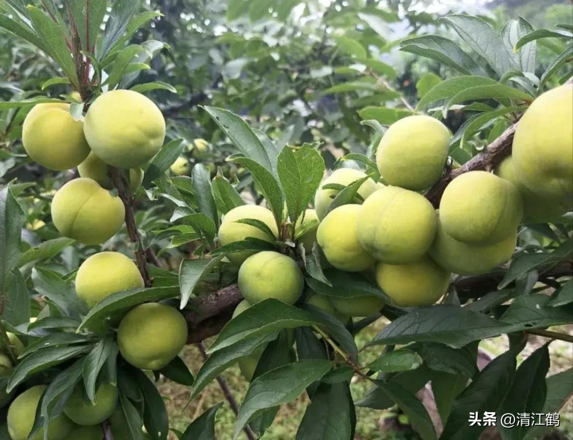 李子叶病害图片大全,李子树上白点是什么病害