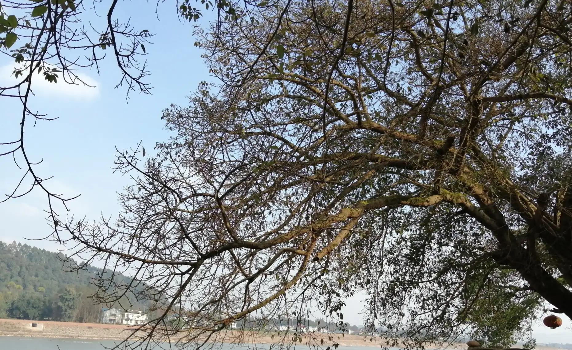 三昧水忏女声读诵上中下,三昧水忏唱诵