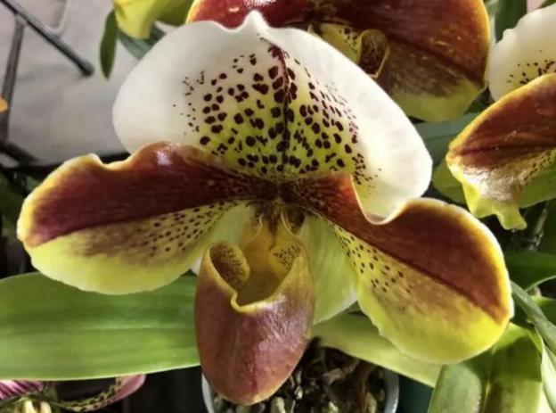 不起眼的花草价值超大,不起眼却很珍贵的花