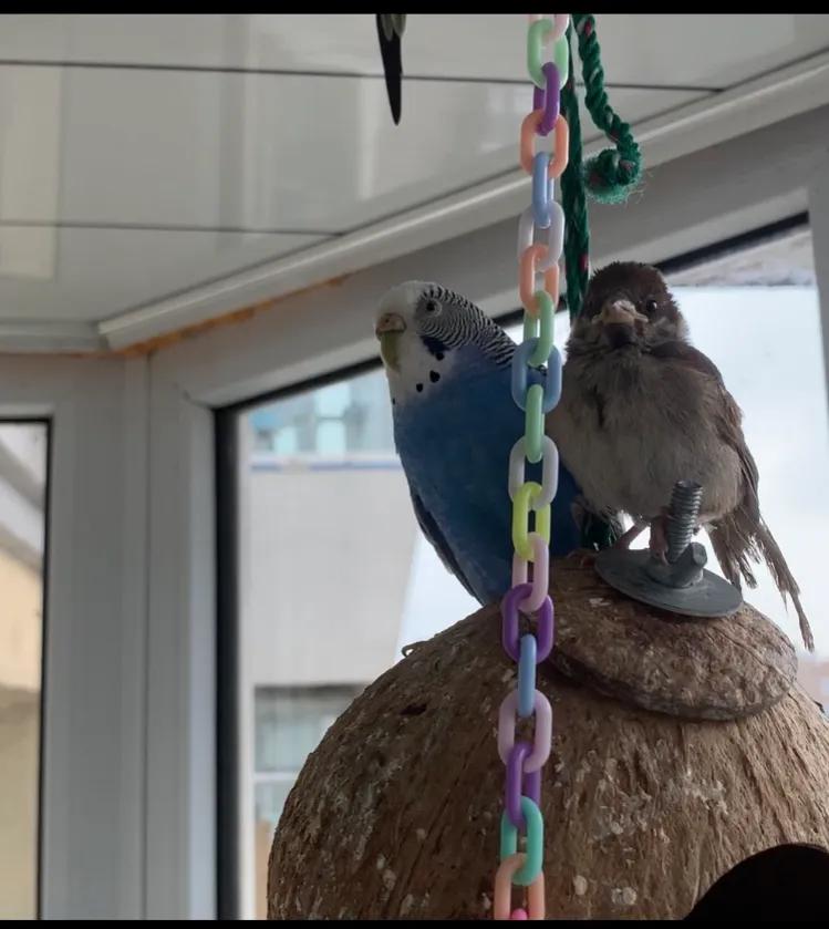 捡来的小麻雀能活吗,捡到一只小麻雀能不能放生