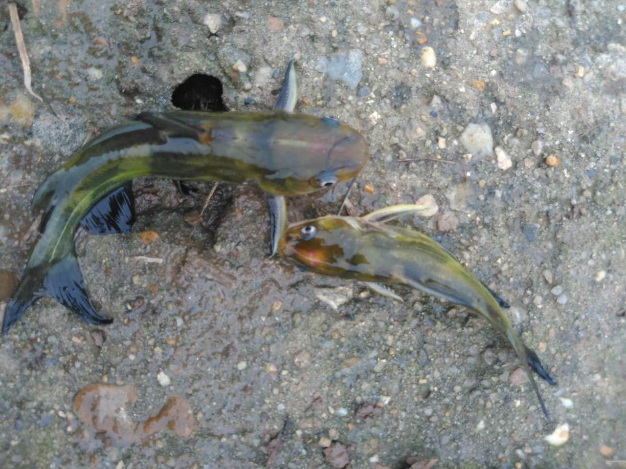 河南一男子钓到会说话的鱼,男子钓到一只会说话的鱼