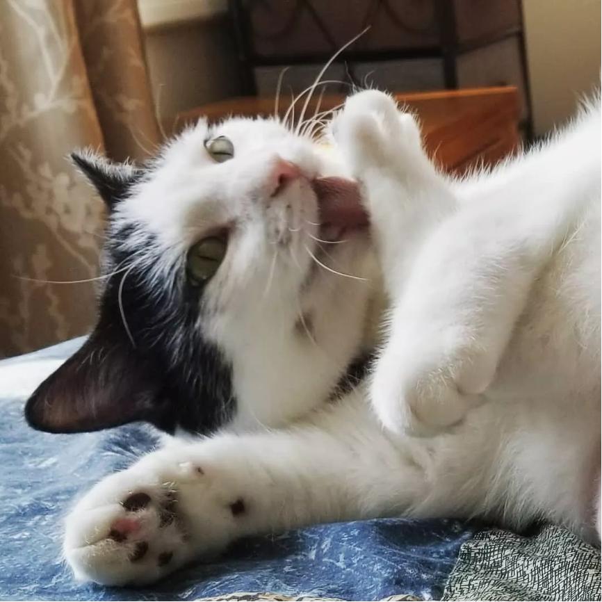 你的猫喜欢什么,你的猫喜欢什么颜色