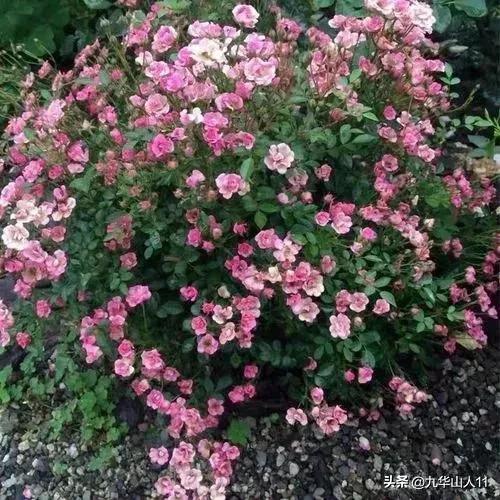 微型月季品种价格是多少 (微型月季品种有哪些)