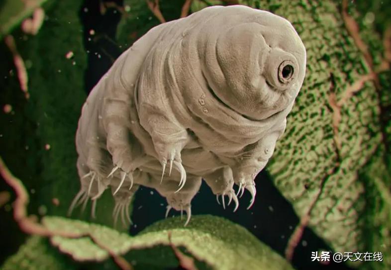 最有可能是外星生物的动物,什么物种是外星物种