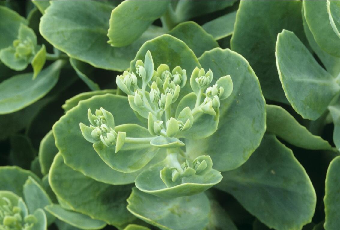 《中国大百科全书（第2版）》读书笔记03147-被子植物门