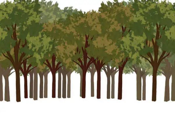 板绘树怎么画简单又好看,板绘风景教程入门