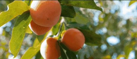 柿子和螃蟹一起吃有毒是什么梗,柿子与酸奶一起吃会中毒是真是假