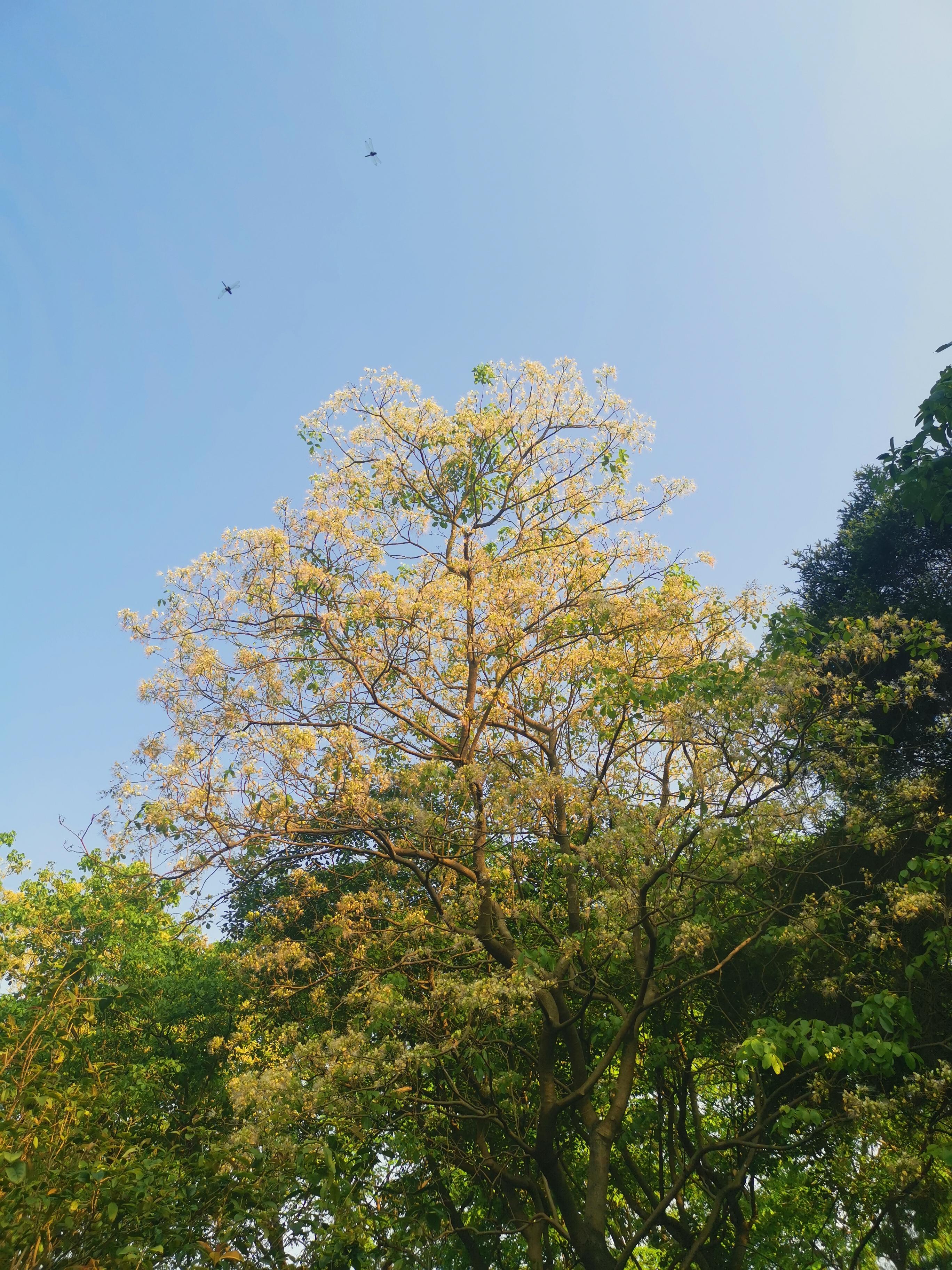 大夫山一日游自由行,大夫山一日游周记