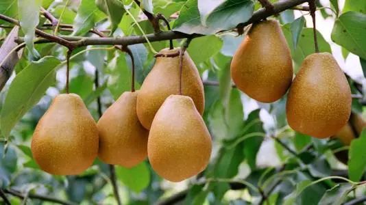 到四川广元有什么特产买,返程带回来的老家特产