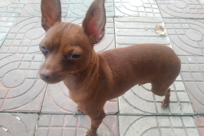 小鹿犬为什么老是喜欢站起来,小鹿犬为什么爱睡觉