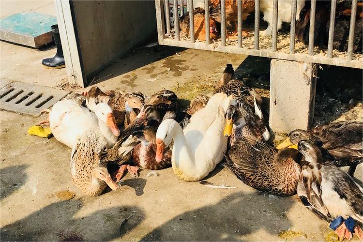 周黑鸭创始人周富裕的创业故事,周黑鸭创始人经历