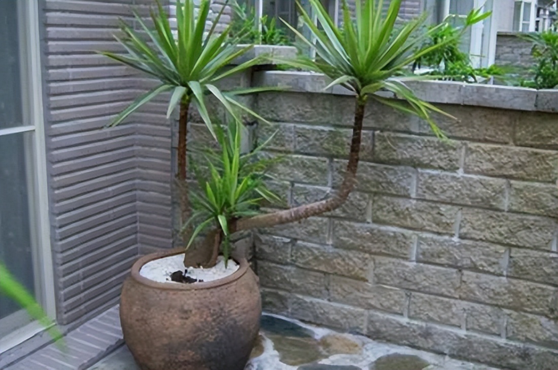 6种植物能快速出效果,哪种木本植物最好养