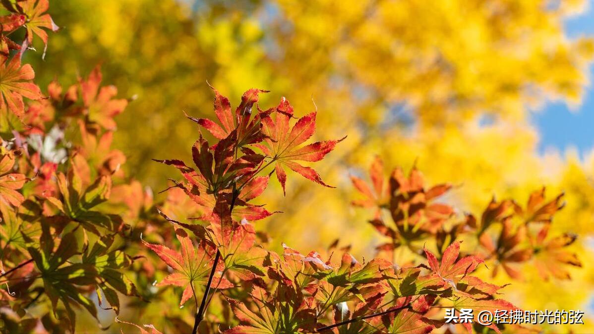 初唐四杰诗十二首,初唐四杰的名篇名句