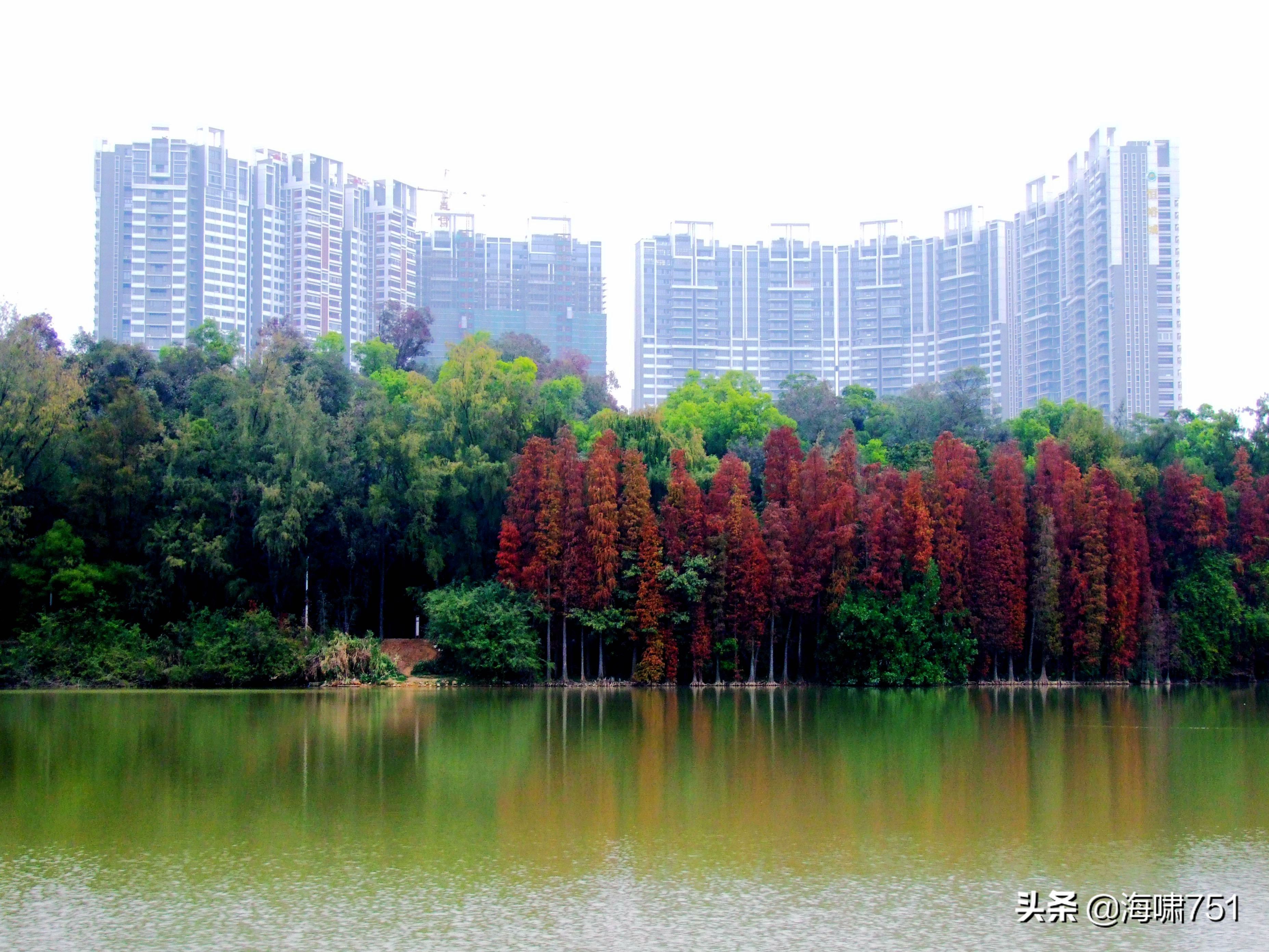 肇庆星湖湿地公园仙女湖,肇庆星湖国家湿地公园图