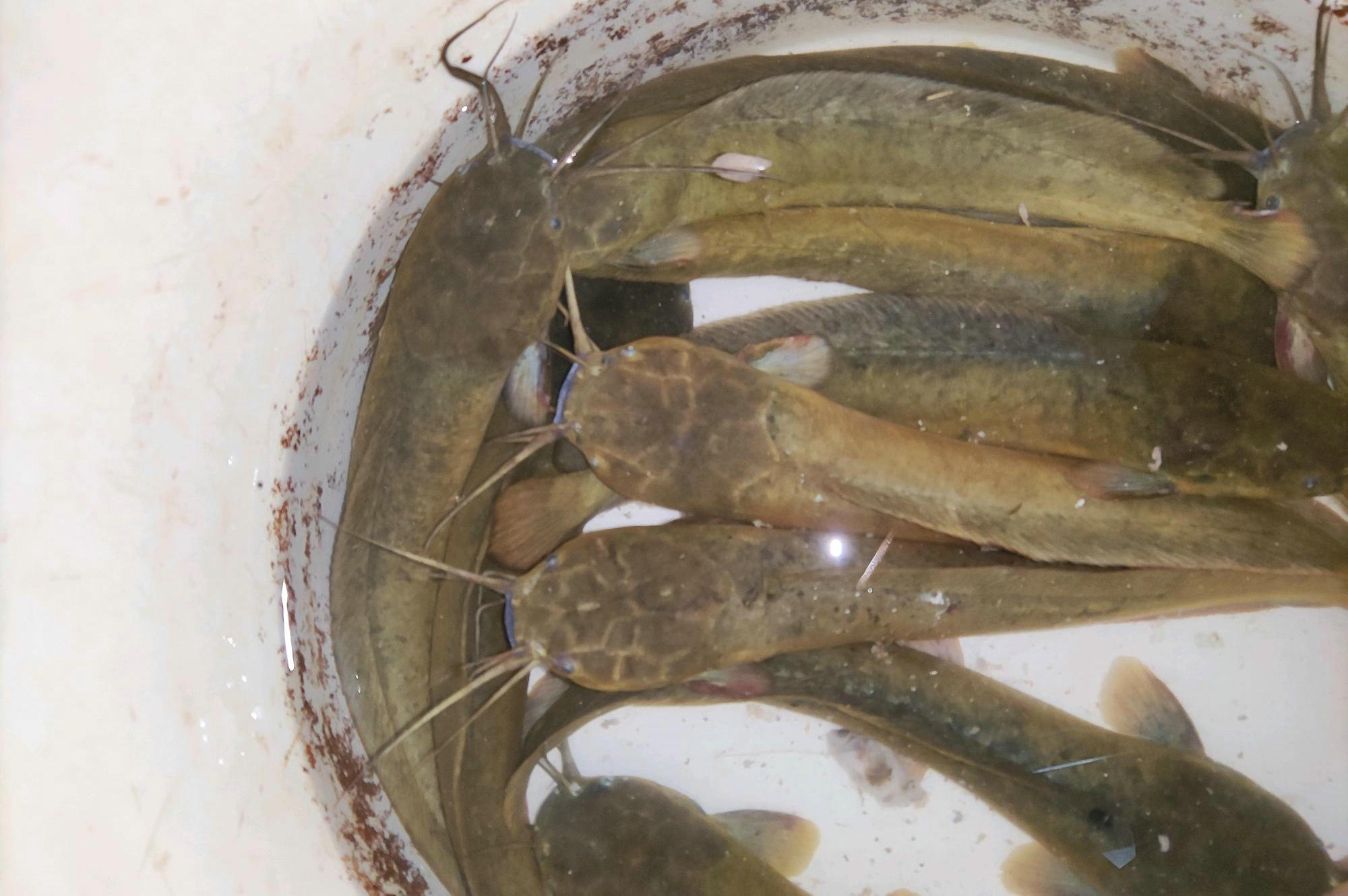 垃圾鱼钓鱼视频,垃圾塘鲺鱼