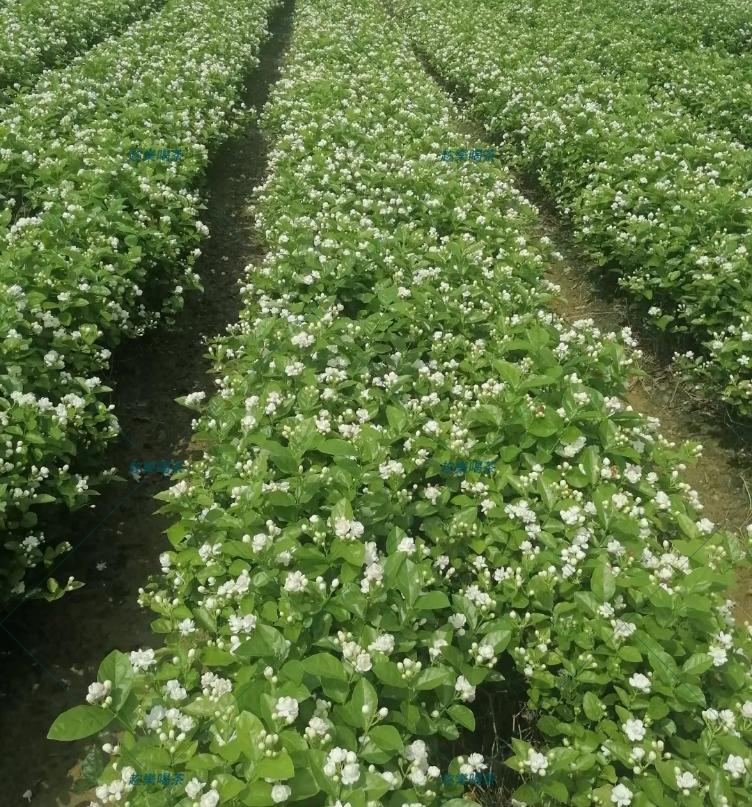 干货看完别再说不懂茉莉花茶了,茶知识问答茉莉花茶