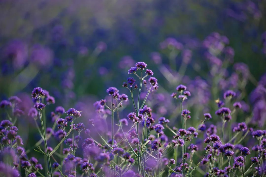 5·19幸福旅程从保山开始丨五一游腾冲,绝美栖花岭:天空之伞+千亩花海+粉色沙滩+福利