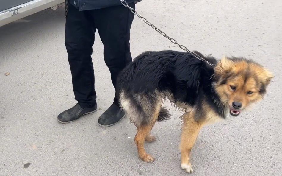 河南:200块,瘦德牧进了笼,发现大爷不舍,大娘:咱俩喂不起