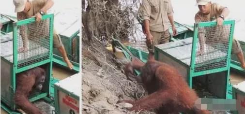 红毛猩猩被囚六年，培养成泄欲工具，身上溃烂也得接客