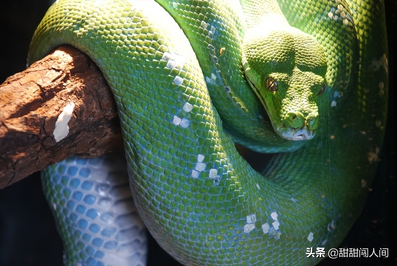 残忍的日本古代刑罚,日本世上最残忍的刑罚