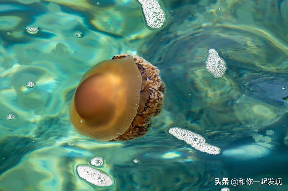 青蛙透明血管,青蛙有无血管