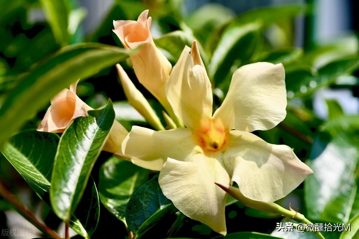 推荐10种最适合夏天养的花,君子兰开花时夏天几天浇一次水