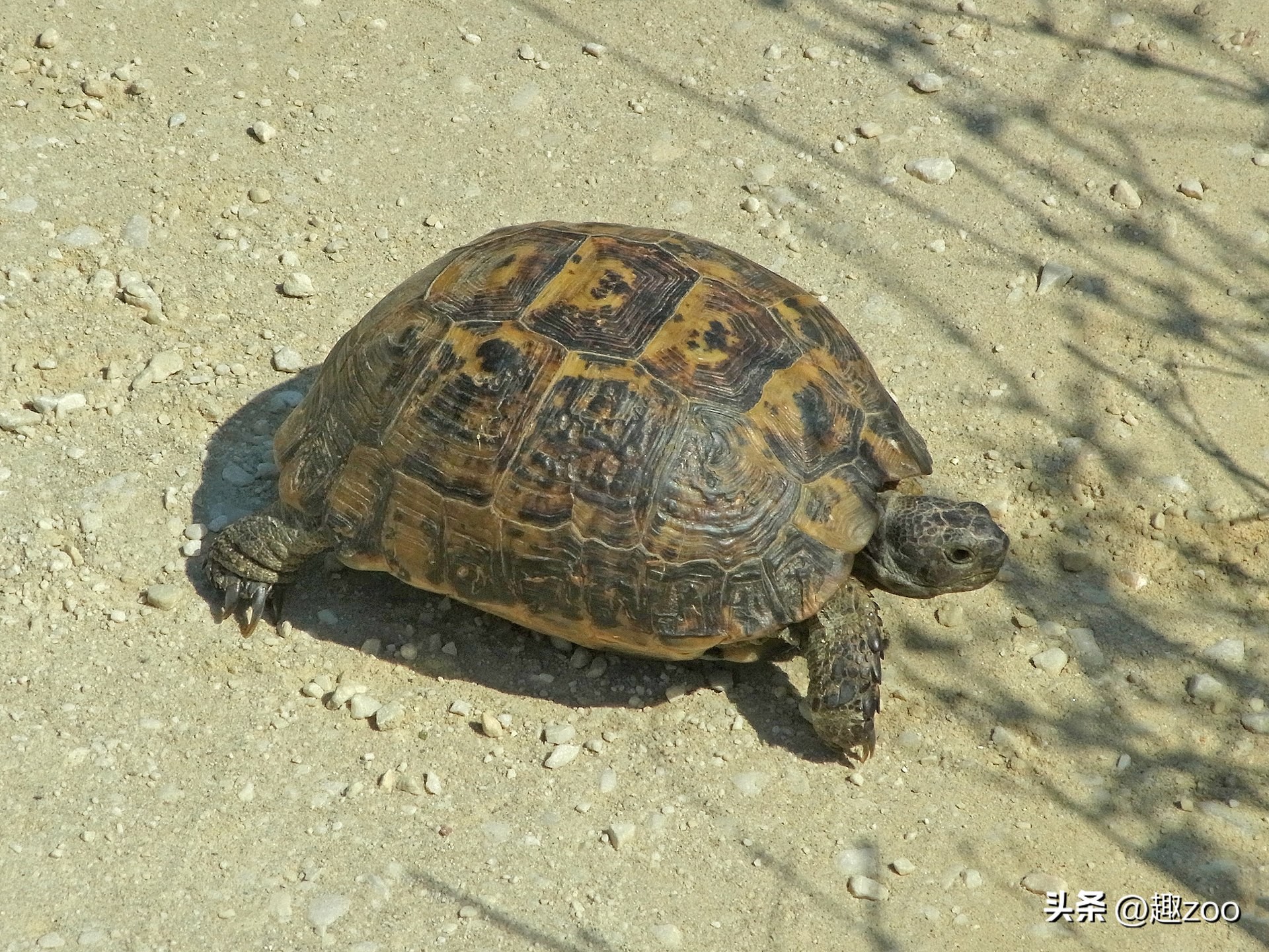 最好养的陆龟排名,十大最好养的陆龟
