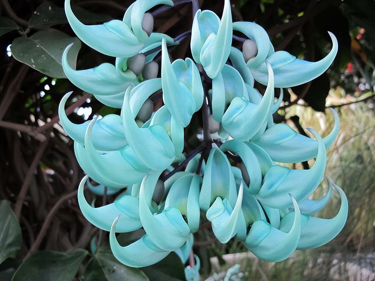 家居养花注意事项,家里养花再贵也要养3种花