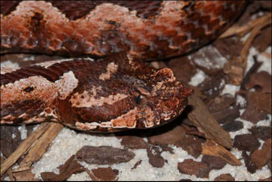 「原来欧洲有这么多种蛇？！」偷师卡塞尔的豢龙大师·下