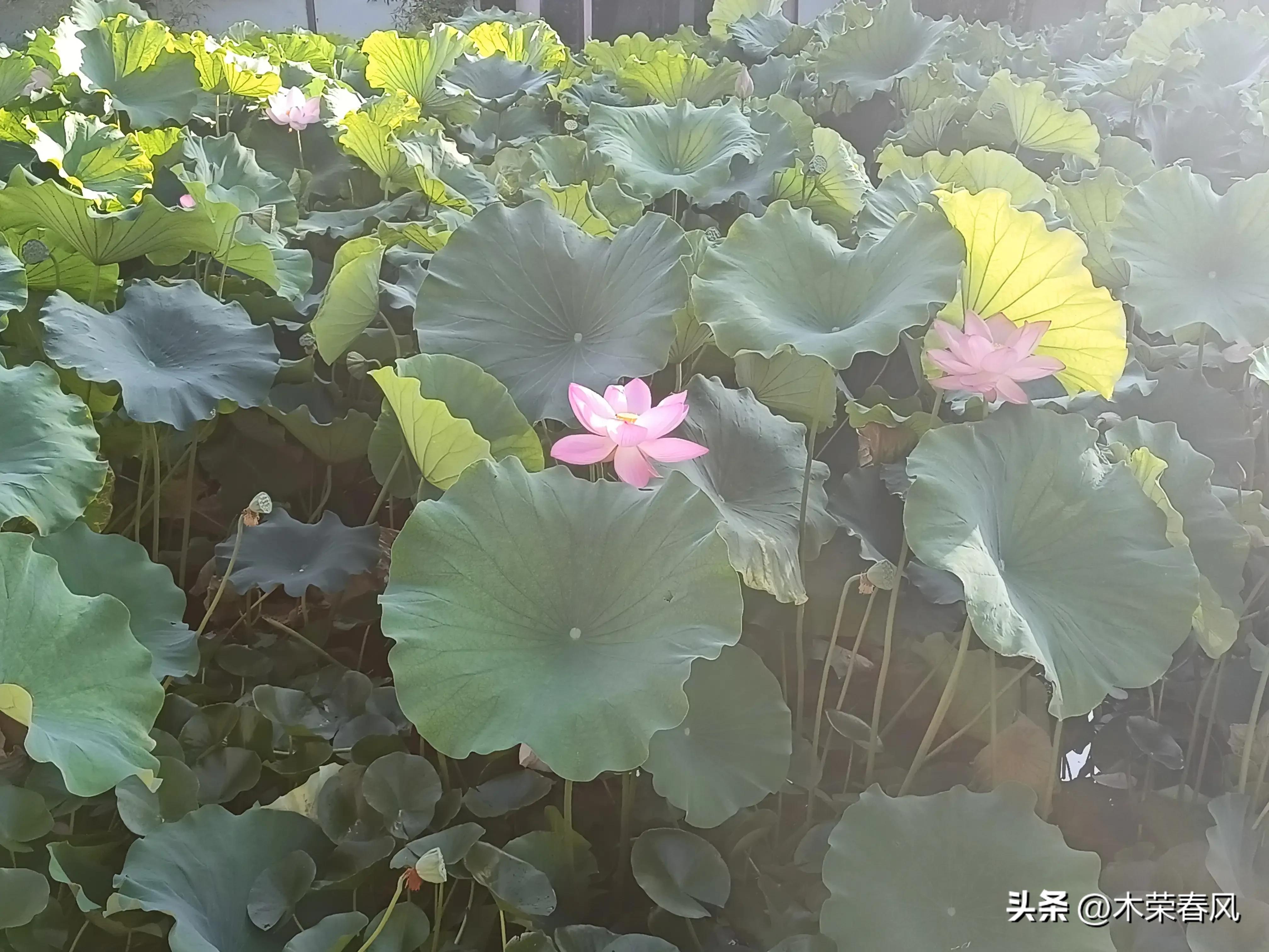 莲湖公园看荷花几点合适,莲湖公园荷花怎么走