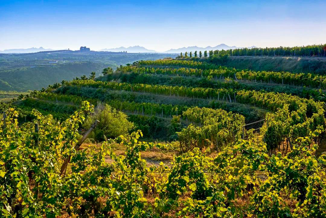 让世界微醺！沿着北纬37度黄金海岸，邂逅东方“波尔多”！