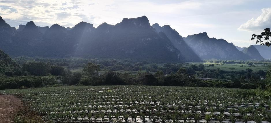 打造农村电商特色产业,乡村特色产业电商发展方向
