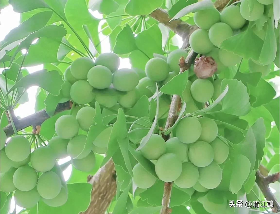 鸭掌木病害图谱及防治,鸭脚木的病害和治疗方法