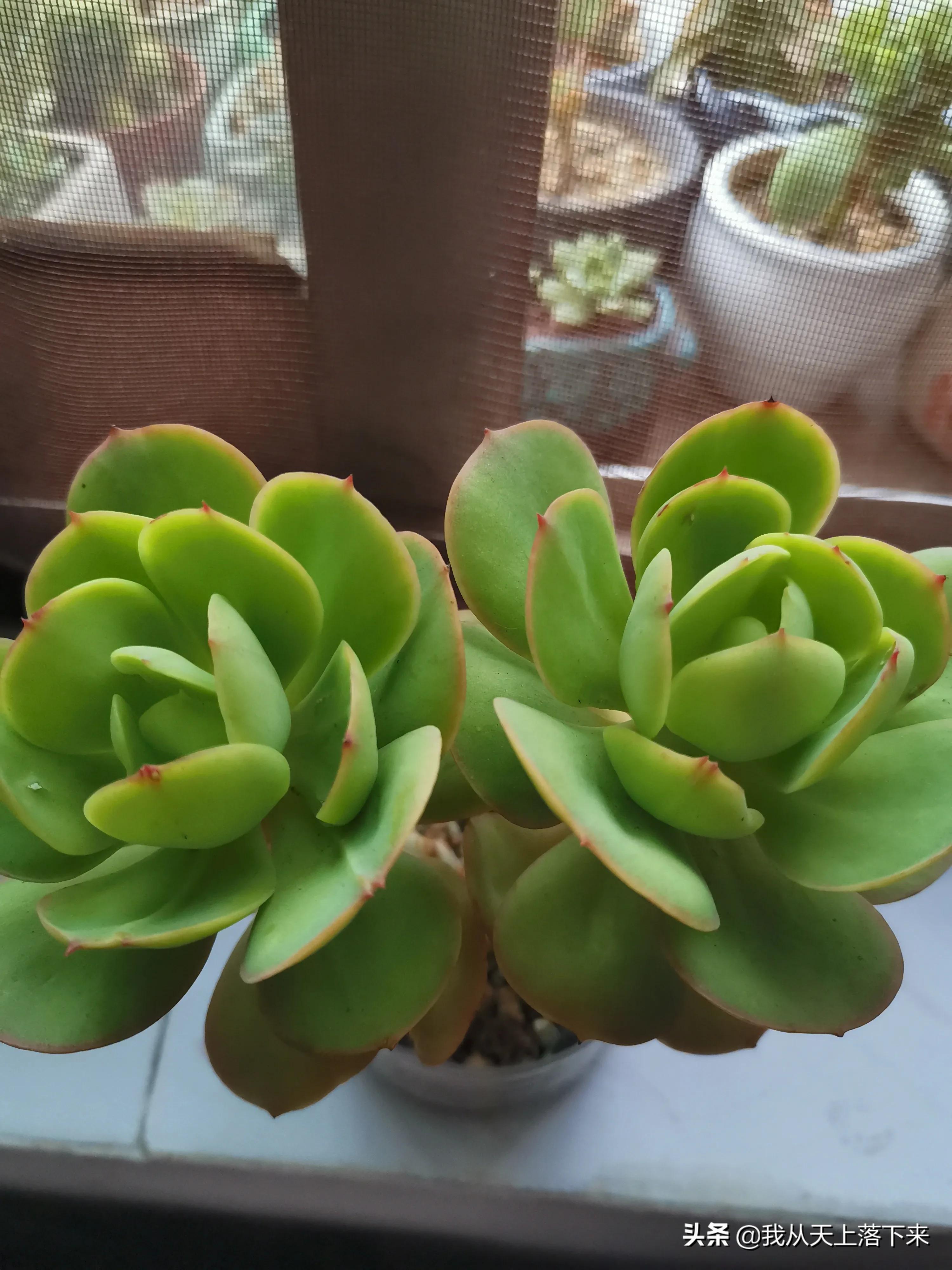 多肉品种及图片大全欣赏,多肉品种辨别图片大全欣赏