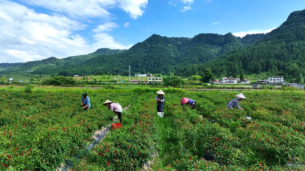辣椒致富快车道图片,朝天椒映红致富路