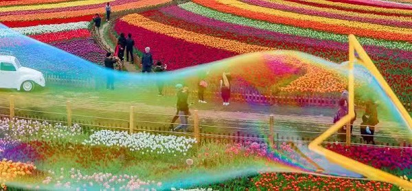 大丰荷兰花海11月份花开,倾城名花