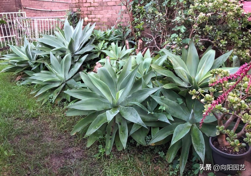 仙人球龙舌兰造景,龙舌兰造景花园