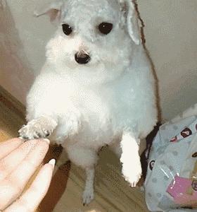 比熊犬的各种动作表示什么,比熊犬的优缺点及性格特点是什么