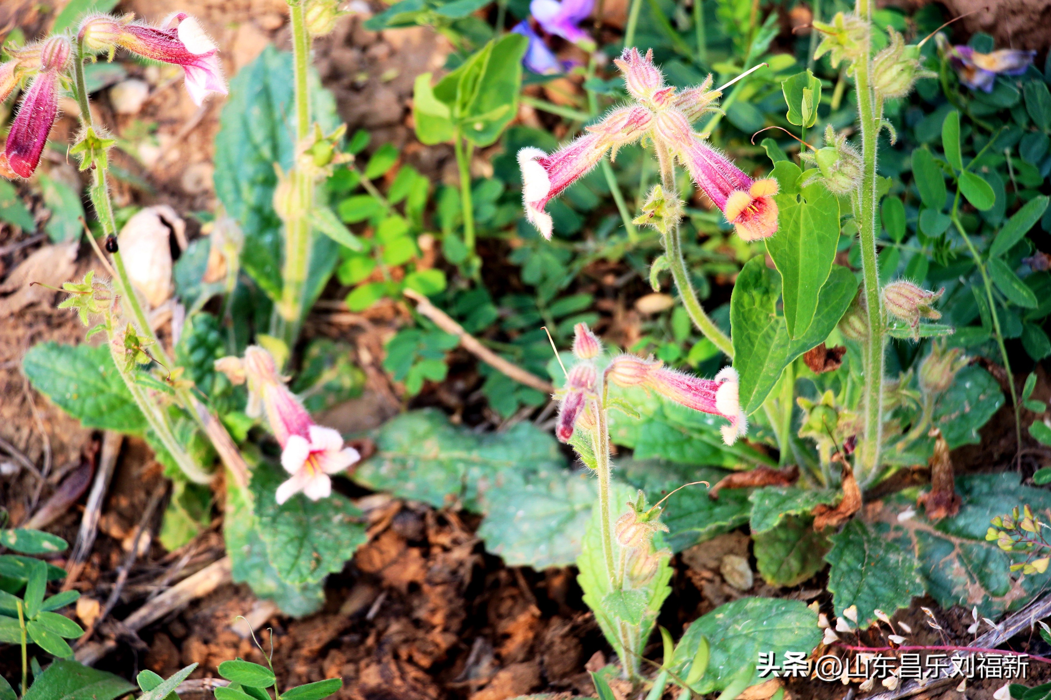 洋槐花·万马奔腾电器·鄌郚医院贴膏药