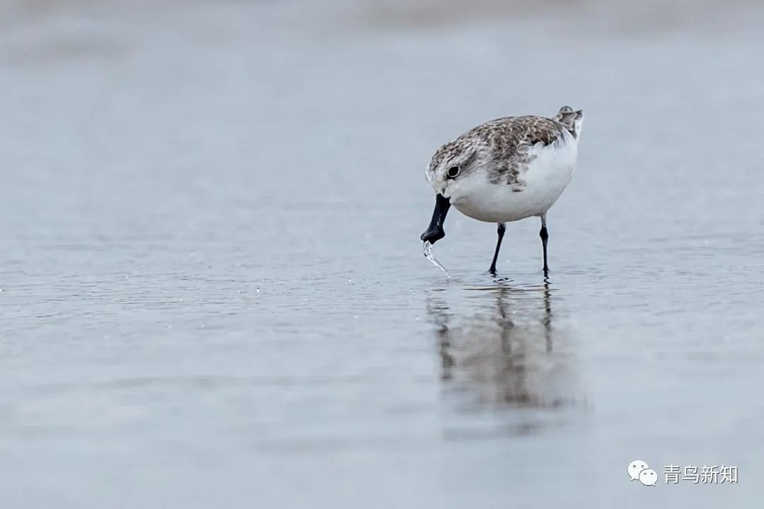 世界上最罕见的动物之勺嘴鹬,勺嘴鹬是不是濒危动物